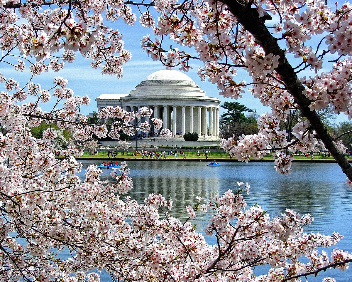 Cherry Blossom Festival
