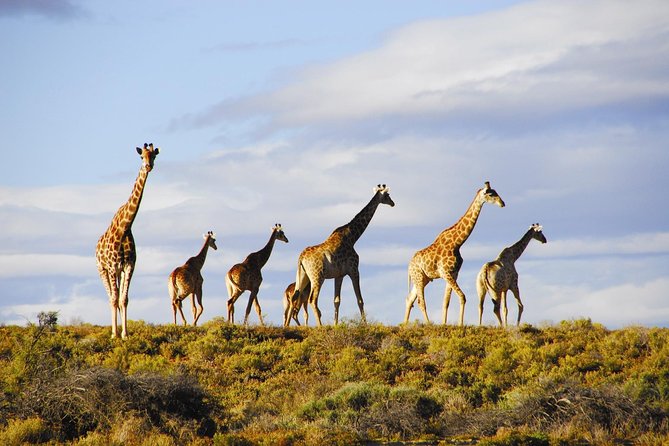 Wildlife Safari Experiences: Tracking the Big Five