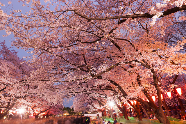 Hanami in Kyoto: Japan's Art of Flower Viewing