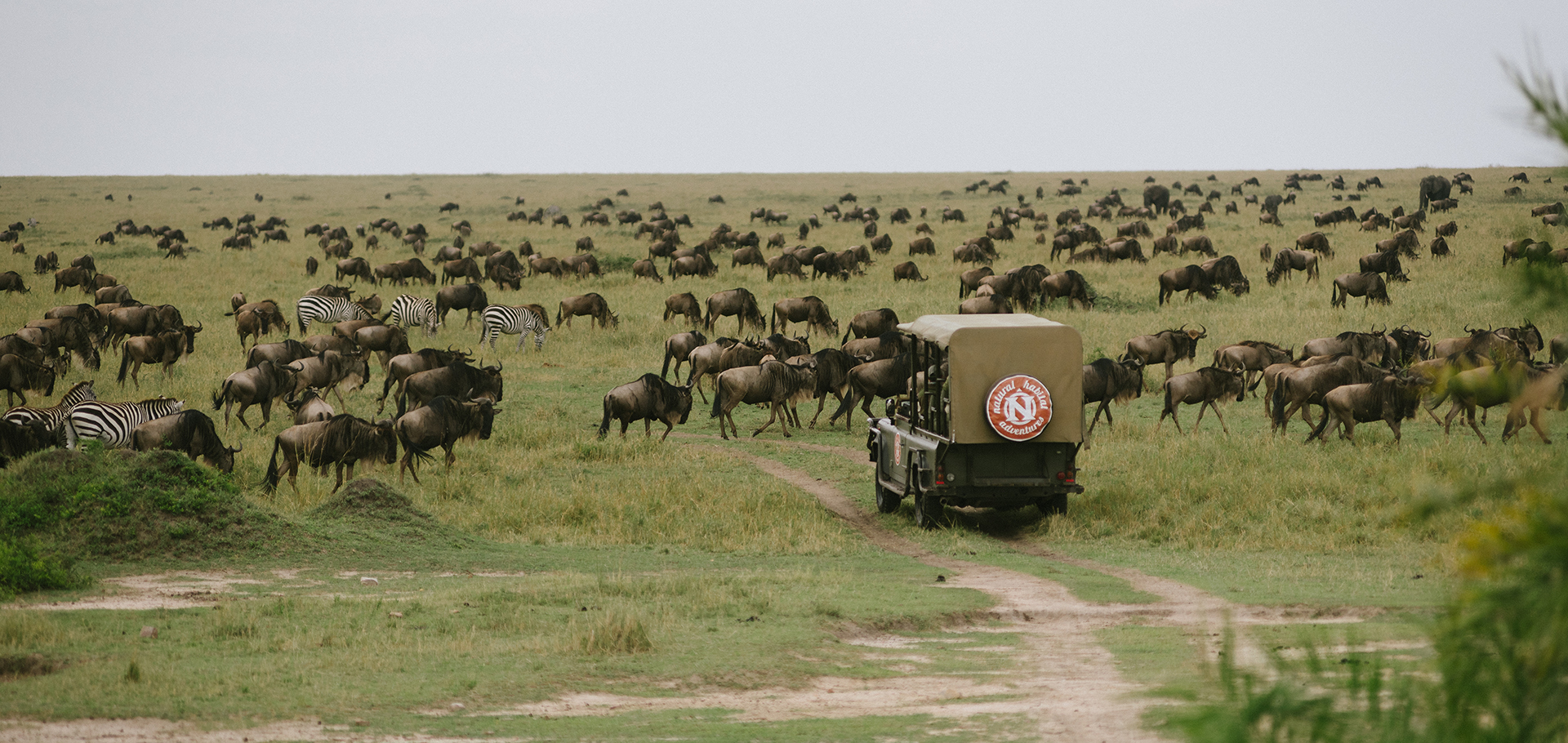 Safari in South Africa: Wildlife Adventures Await